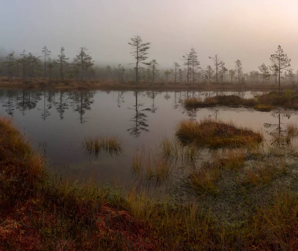 Mattinata Nebbiosa Nella Palude Nord Leningrado Russia — Foto Stock