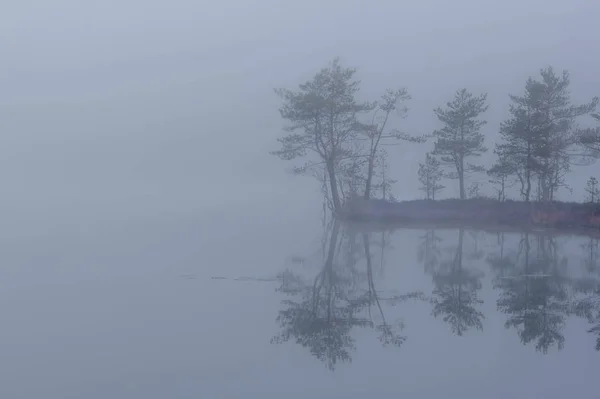 Pinho Solitário Margem Lago Florestal Região Leningrado Rússia — Fotografia de Stock