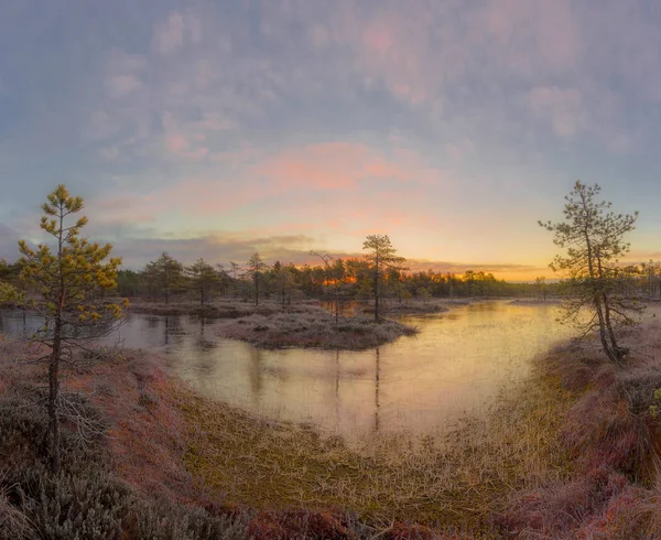 Late Autumn Swamp Leningrad Region Russia — Stock Photo, Image