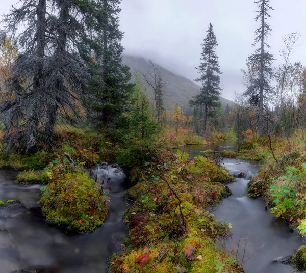 Green Stones Forest Stream Kola Peninsula Murmansk Region Russia — Stock Photo, Image