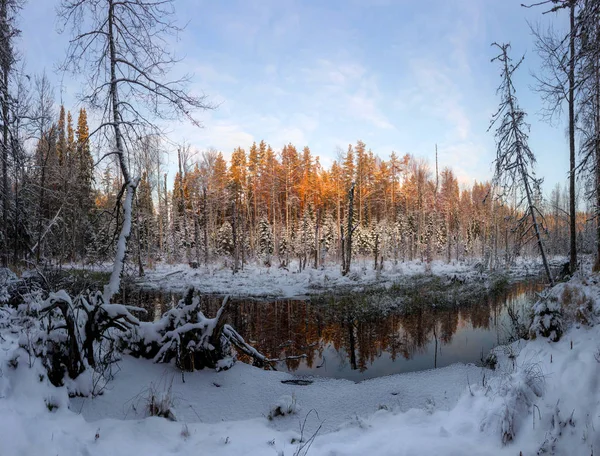 Puesta Sol Bosque Invierno Región Leningrado Rusia — Foto de Stock