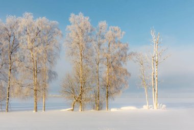 Kış minimalizm. karlı alan sis