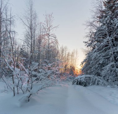 Kış ormanda günbatımı. Gün batımında Nehri Vadisi. Leningrad bölge. Rusya