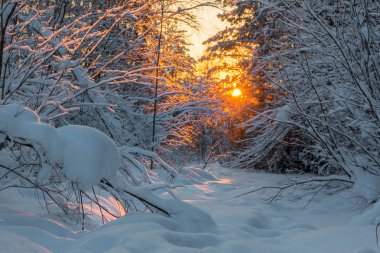 Kış ormanda günbatımı. Gün batımında Nehri Vadisi. Leningrad bölge. Rusya