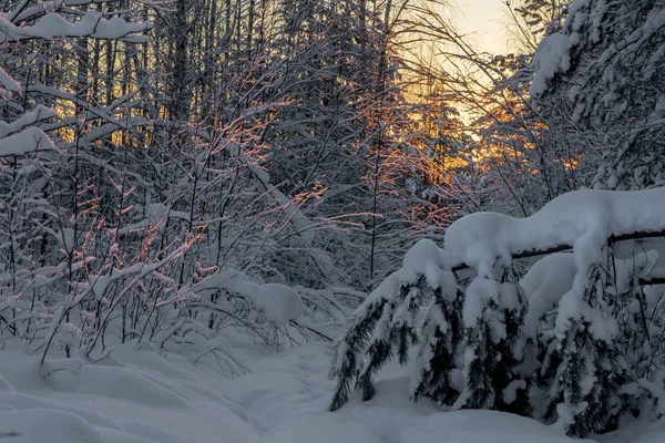 Sunset Winter Forest River Valley Sunset Leningrad Region Russia — Stock Photo, Image