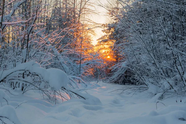 Sunset Winter Forest River Valley Sunset Leningrad Region Russia — Stock Photo, Image