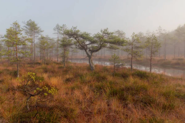 Matin Brumeux Dans Marais Région Leningrad Russie — Photo