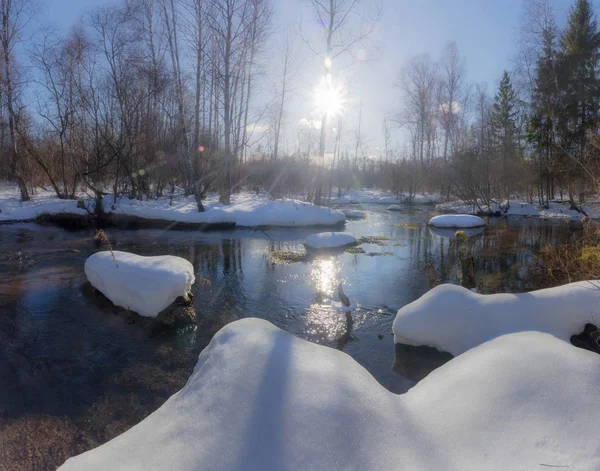 Spring Forest Karelia Russia — Stock Photo, Image