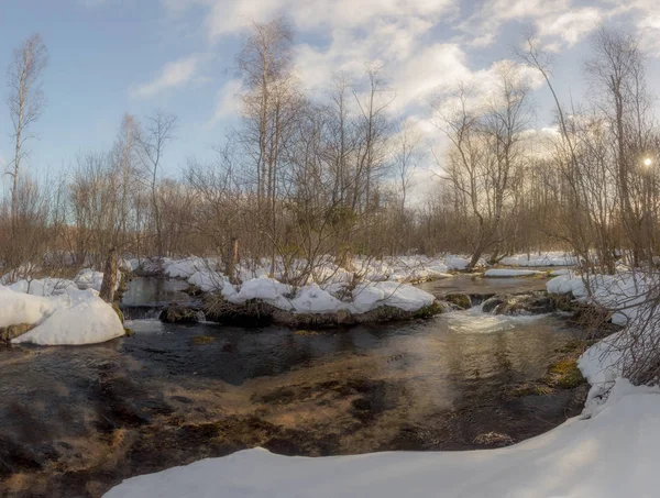 Primavera Bosque Karelia Rusia — Foto de Stock