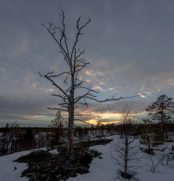 Σιλουέτα Του Ένα Παλιό Δέντρο Στο Ηλιοβασίλεμα Καρελία Ρωσία — Φωτογραφία Αρχείου