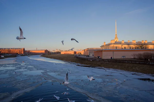 Meeuwen Achtergrond Van Petrus Paulus Vesting Sint Petersburg Rusland — Stockfoto