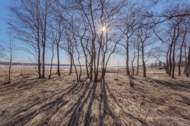 Bahar ormanı. Leningrad bölgesi. Rusya