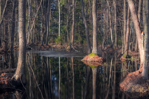 Frühjahrsflut Überflutete Wälder Leningrader Gebiet Russland — Stockfoto