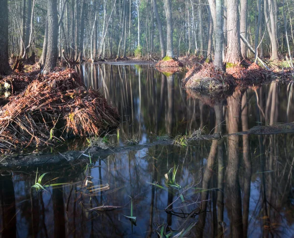 Frühjahrsflut Überflutete Wälder Leningrader Gebiet Russland — Stockfoto
