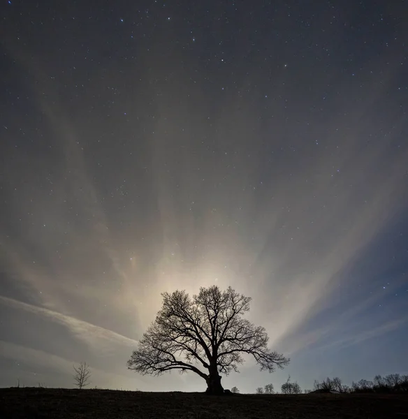 Silhouette Grand Vieil Arbre Sous Ciel Étoilé Région Leningrad Russie — Photo