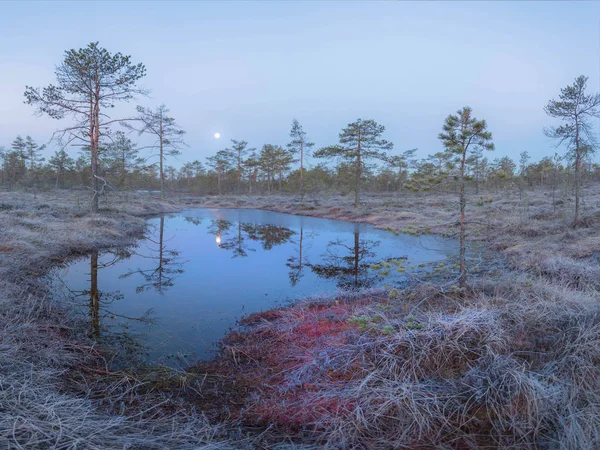 Zonsopgang Het Moeras Regio Leningrad Rusland — Stockfoto