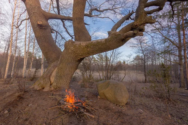 Brand Het Voorjaarbos Aan Oever Van Rivier Regio Leningrad Rusland — Stockfoto