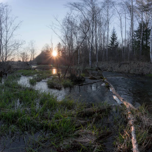 Spring Forest River Leningrad Region Russia — Stock Photo, Image