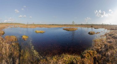 Bataklıkta güneşli ve sessiz bir akşam. Karelya. Rusya