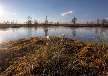 Bataklıkta güneşli ve sessiz bir akşam. Karelya. Rusya