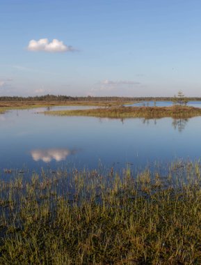 Bataklıkta güneşli ve sessiz bir akşam. Karelya. Rusya