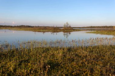 Bataklıkta güneşli ve sessiz bir akşam. Karelya. Rusya