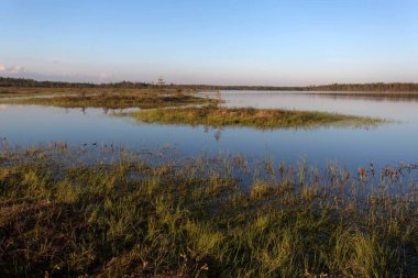 Bataklıkta güneşli ve sessiz bir akşam. Karelya. Rusya