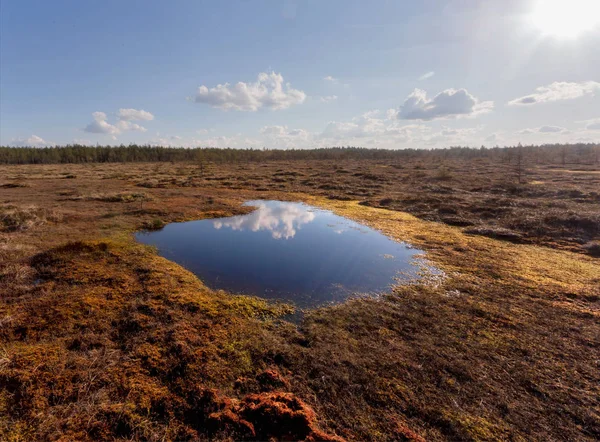 Zonnige Rustige Avond Het Moeras Karelië Rusland — Stockfoto