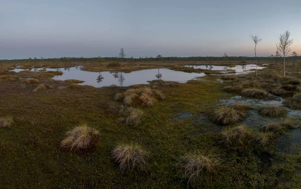 Dawn Impassable Swamp Karelia Russia — Stock Photo, Image