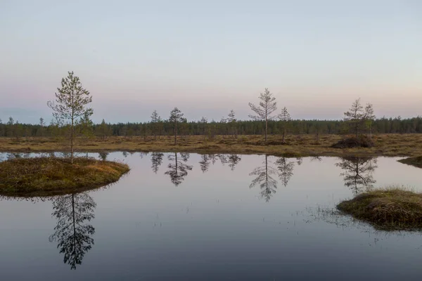 Voor Zonsopgang Een Onbegaanbaar Moeras Karelië Rusland — Stockfoto