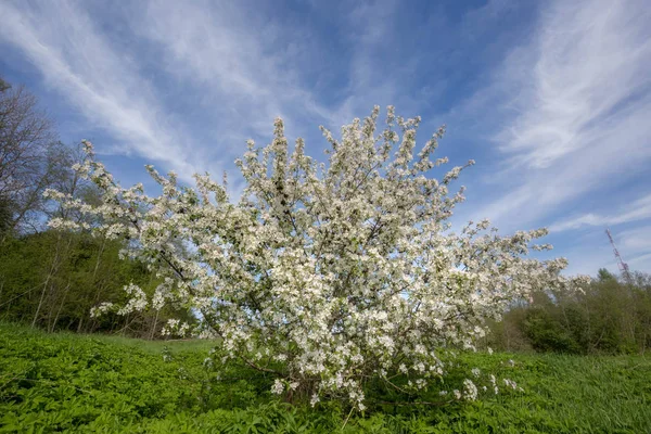 Bahar Bahçesi Elma Ağacı Çiçek Açtı — Stok fotoğraf
