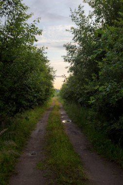orman yolu, Leningrad Bölgesi. Rusya