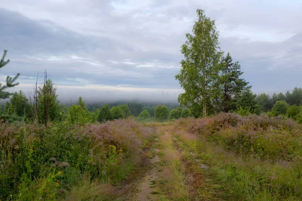 Route Forestière Région Leningrad Russie — Photo