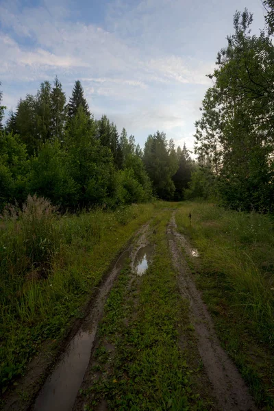 Forest Road Leningrad Regio Rusland — Stockfoto
