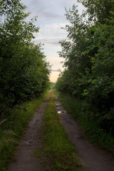 Forest Road Leningrad Regio Rusland — Stockfoto