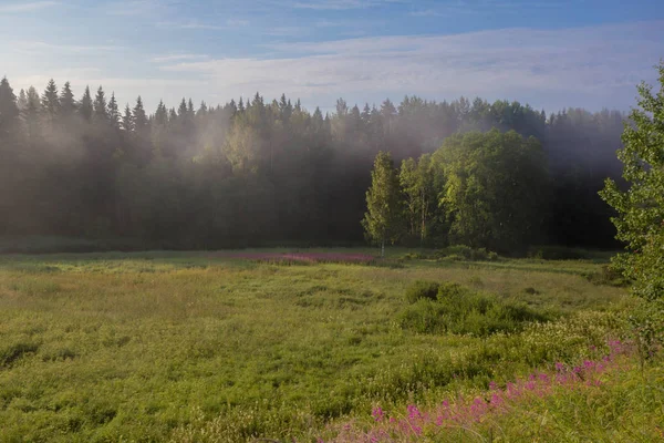 Paisaje Forestal Región Leningrado Rusia —  Fotos de Stock