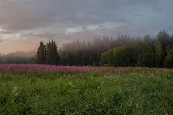 Lesní Krajinu Leningradské Oblasti Rusko — Stock fotografie