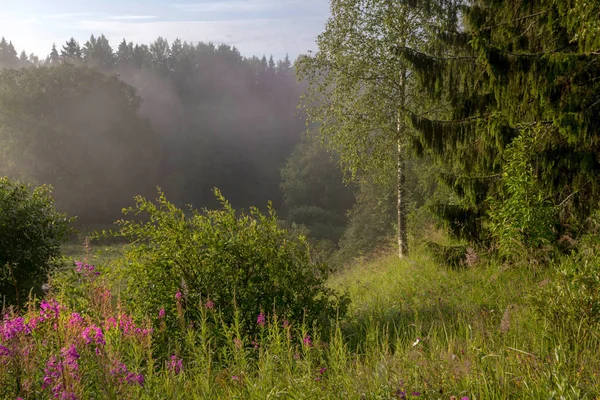 Lesní Krajinu Leningradské Oblasti Rusko — Stock fotografie