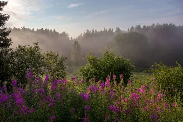 Krajobraz Leśny Region Leningradu Rosja — Zdjęcie stockowe