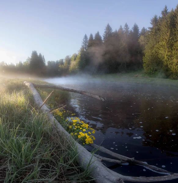 Morgen Auf Dem Waldfluss Leningrader Gebiet Russland — Stockfoto