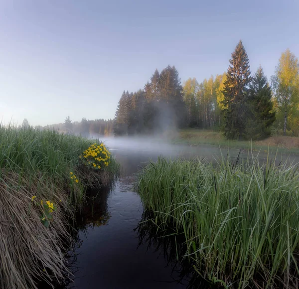 Morning Forest River Leningrad Region Russia — Stock Photo, Image