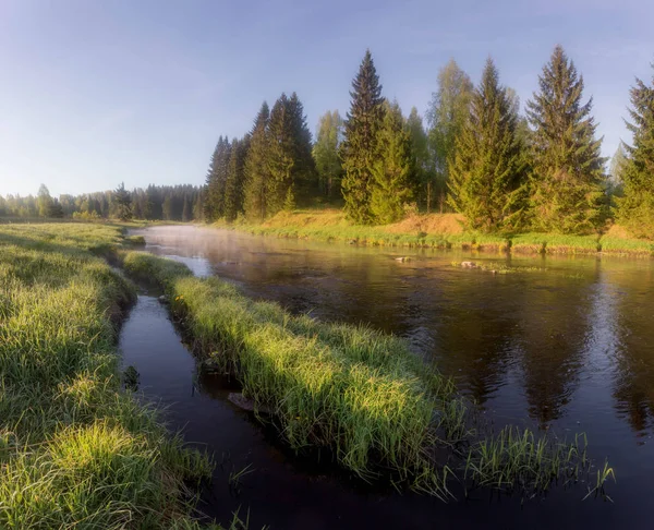 Ráno Lesní Řece Leningradské Oblasti Rusko — Stock fotografie