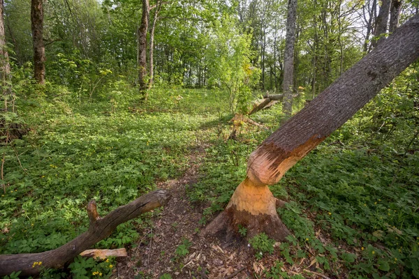 Een Boom Gedood Door Een Bever Regio Leningrad Rusland — Stockfoto