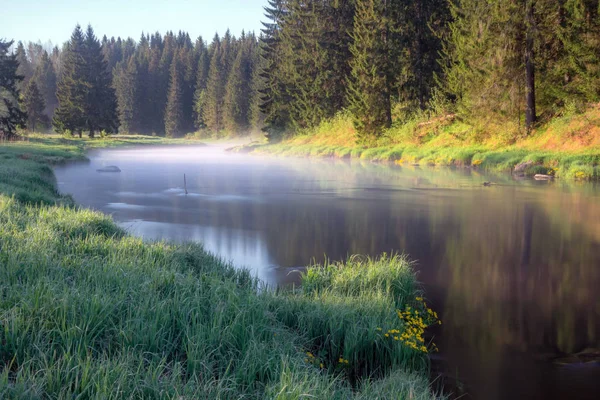 Ochtend Bosrivier Regio Leningrad Rusland — Stockfoto