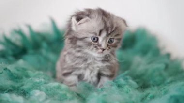 Safkan lop-eared yavru kedi. Yakın çekim portre bir yavru kedi. 4k