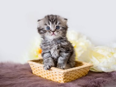 Küçük yakışıklı kabarık kedi yavrusu