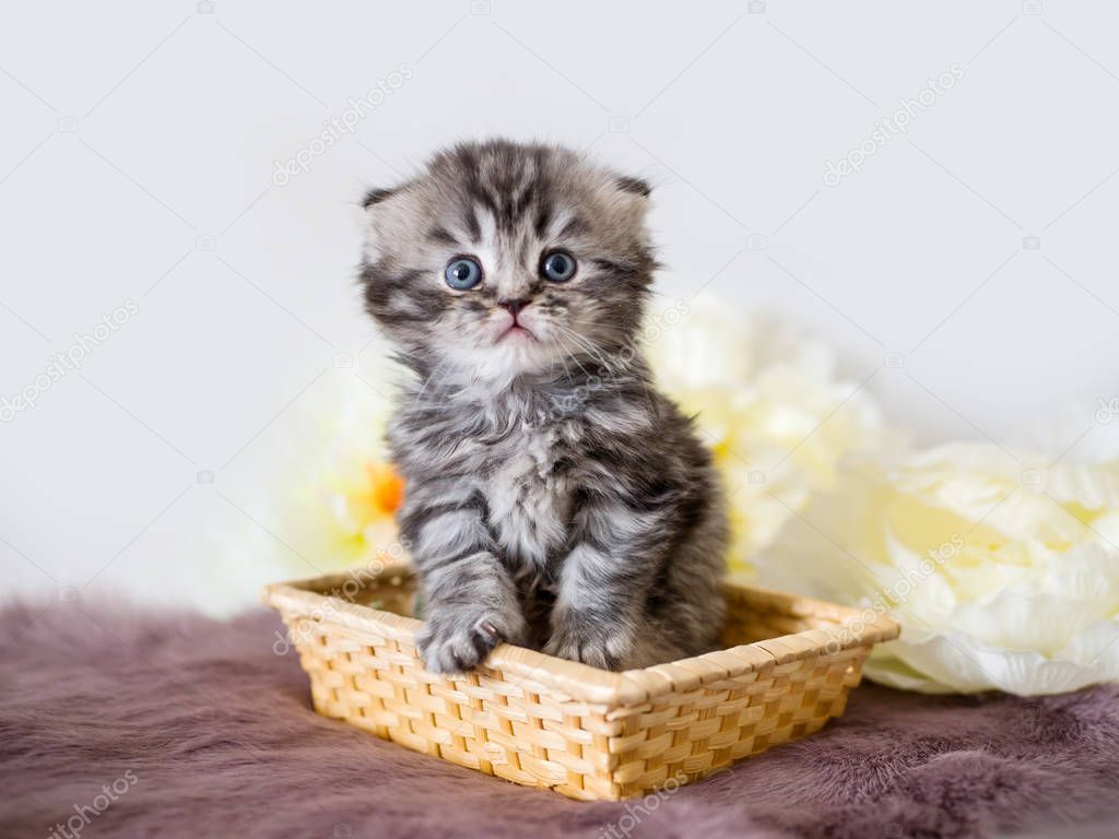 Little handsome fluffy kitten