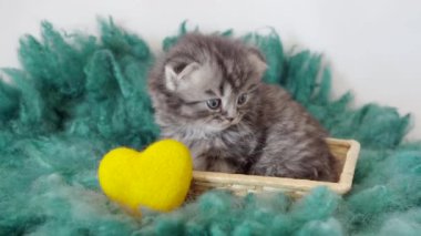 Küçük bir safkan yavru kedi ve sarı kalp yakın çekim. 4k