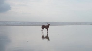 Kahverengi büyük bir köpek Hint Okyanusu kıyısında. 4k