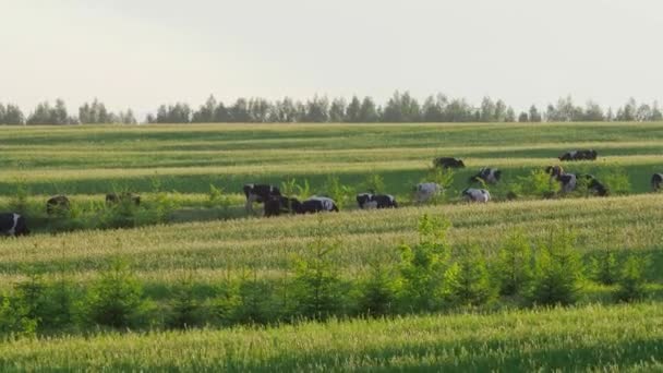 Stado krów jeść zielony soczysty trawy na pastwiskach, w letni dzień. 4k — Wideo stockowe